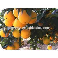 New harvest fresh valencia oranges for sale