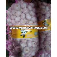 fresh garlic export by mesh bag garlic