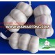 sell white garlic(5.0cm 3pcs mesh bag)