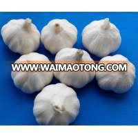 Sell white Garlic(5.0cm,7kg mesh bag)