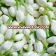 Fresh Jasmine Flower for Export