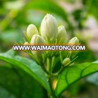 Madurai Jasmine Flower/Malli Poo for Wedding