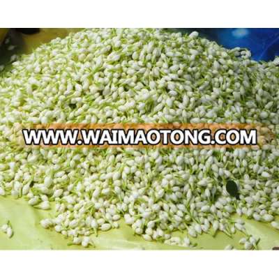 Fresh Cut Jasmine Flower for Export