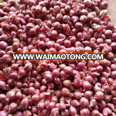 Fresh Sambar Onions for Middle East market