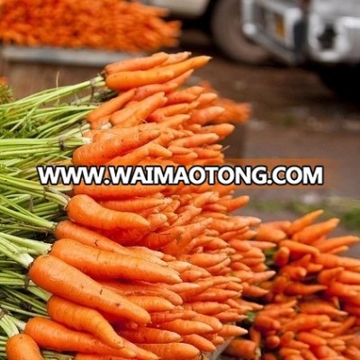 Tamilnadu Fresh Carrots for Importers