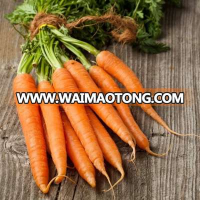 Handpicked Ooty Carrots