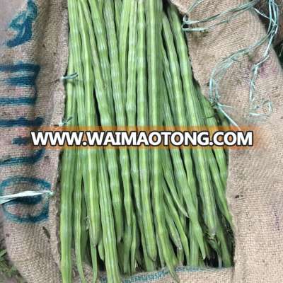 FreshVegetables/Drumstick for UAE buyers