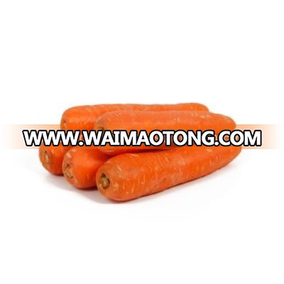 OOTY Handpicked Vegetable/Carrots for Export