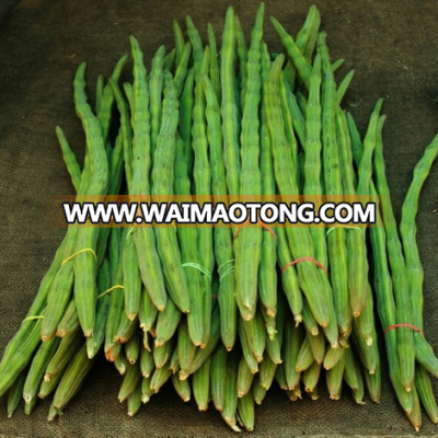 Vegetables Moringa/ Drumstick for Export