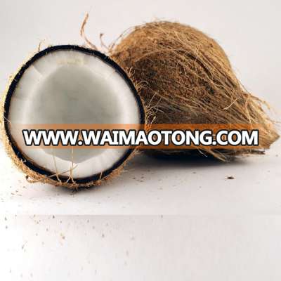 Pollachi Semi Husked Coconut for Export