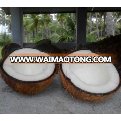 Best Coconut Semi Husked above 500gms