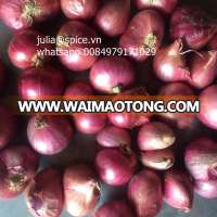 2017 crop vietnam onion ( fresh shallot) high quality (E):julia@spice.vn Whatsapp0084979171029 (S):julia.huynh7